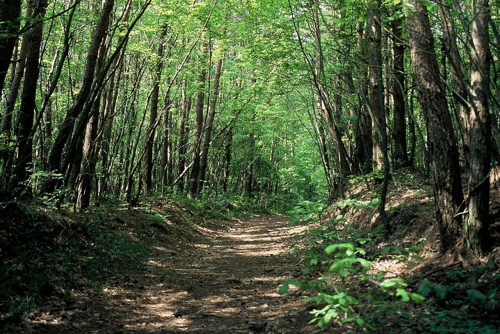 Relax and refresh in Karuizawa Forest! Shinanoji down trekking around two people