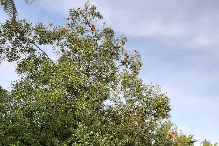Private Proboscis Monkey Tour