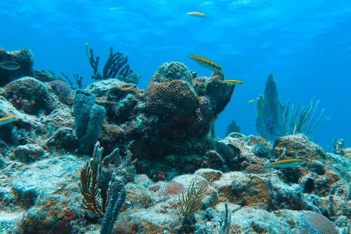 Culebra Snorkel with Turtles & Flamenco Beach Adventure by Ferry