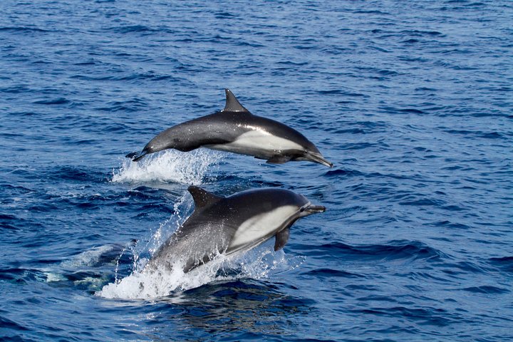 Two-Hour Luxury Whale Watching Tour from Oceanside