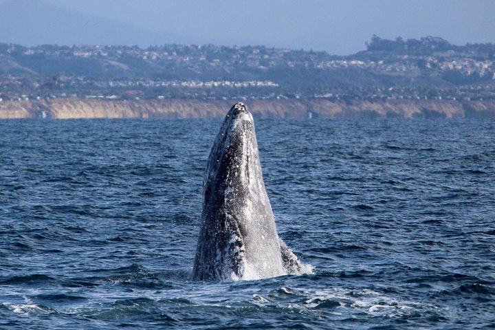 Two-Hour Luxury Whale Watching Tour from Oceanside