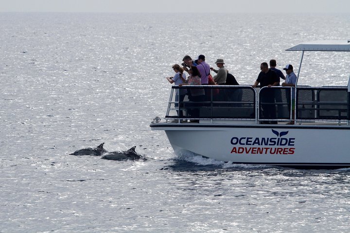 Two-Hour Luxury Whale Watching Tour from Oceanside