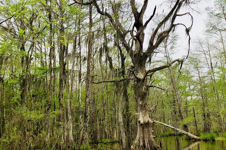 New Orleans Swamp and Bayou Boat Tour with Transportation