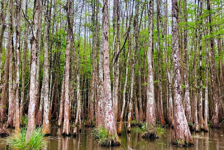 New Orleans Swamp and Bayou Boat Tour with Transportation