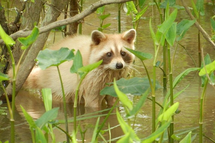 New Orleans Swamp and Bayou Boat Tour with Transportation