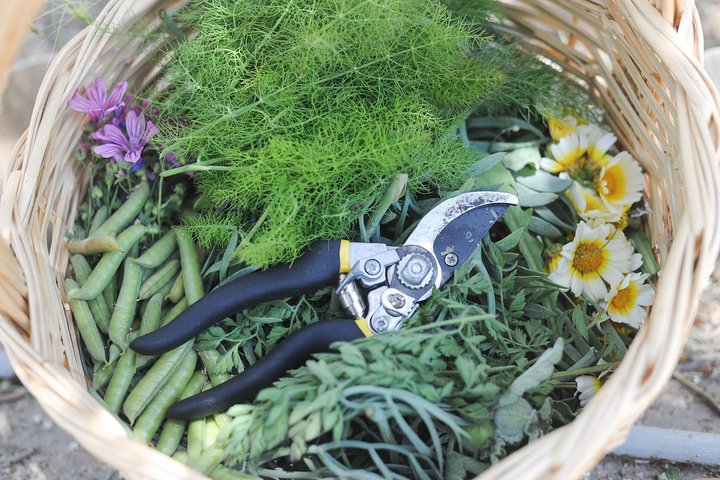 Authentic Greek Cooking & Foraging Experience in Syros with Maria