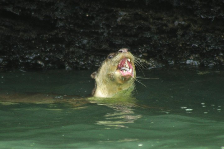 6 Hours Sharing Basis Kilim Mangrove Safari Boat Tour in Langkawi