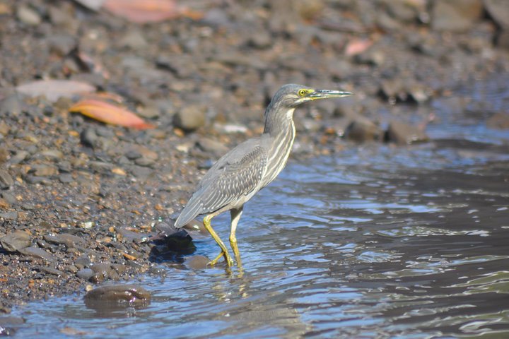 6 Hours Sharing Basis Kilim Mangrove Safari Boat Tour in Langkawi