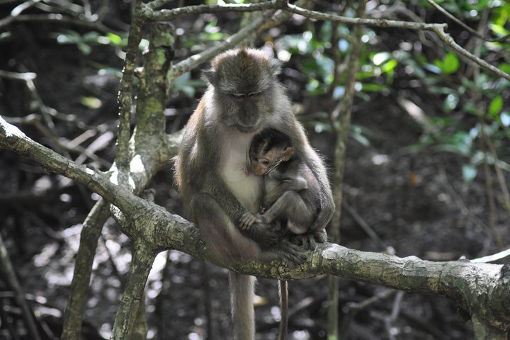6 Hours Sharing Basis Kilim Mangrove Safari Boat Tour in Langkawi