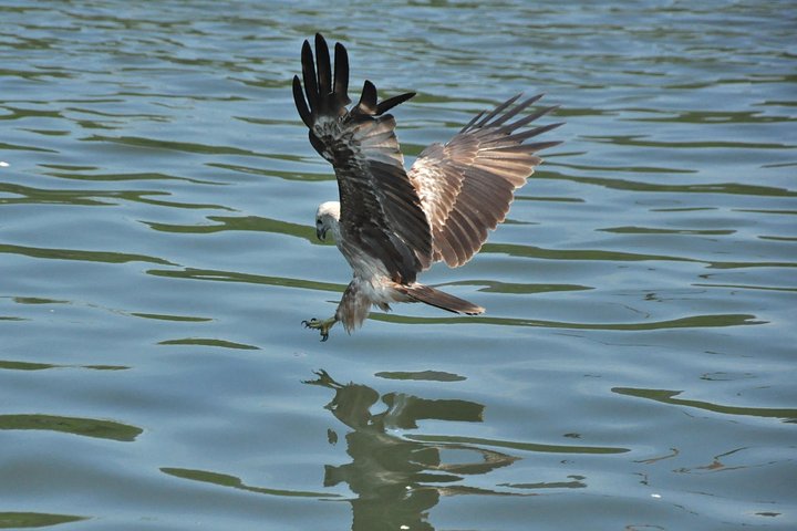 6 Hours Sharing Basis Kilim Mangrove Safari Boat Tour in Langkawi