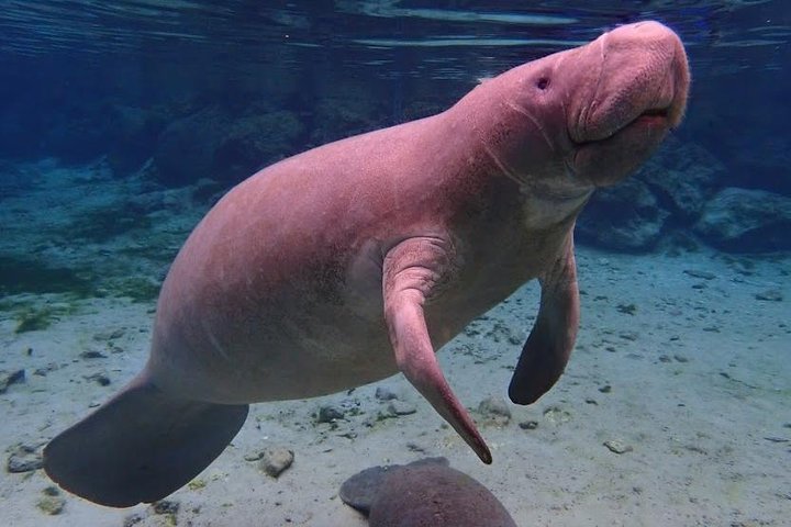 Manatee Swim Tour with In Water Photographer