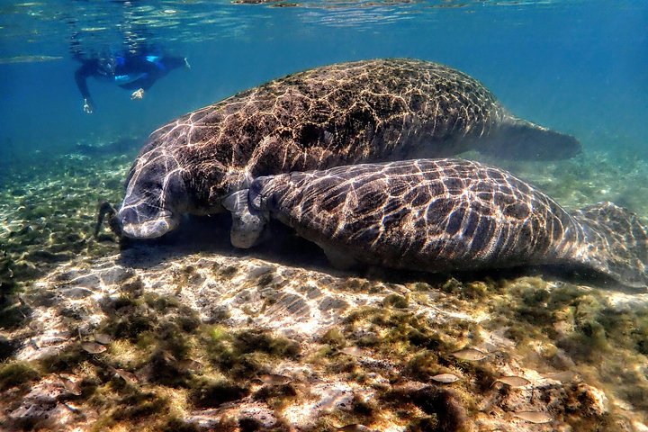 Manatee Swim Tour with In Water Photographer