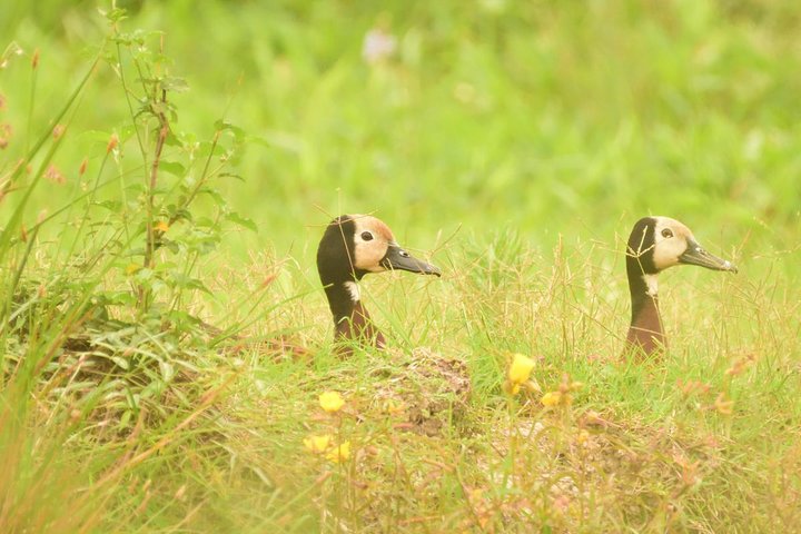 Birding and Nature Chaco Tour
