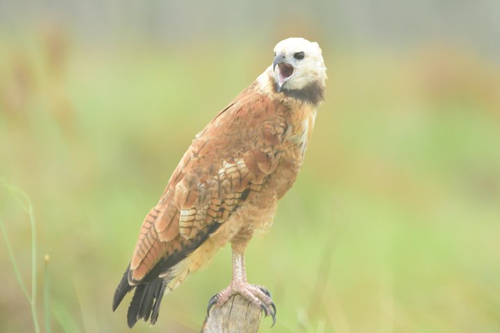 Birding and Nature Chaco Tour