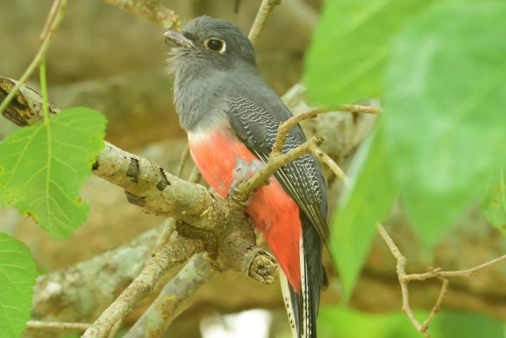Birding and Nature Chaco Tour