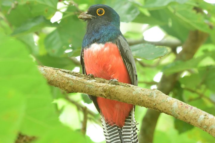 Birding and Nature Chaco Tour