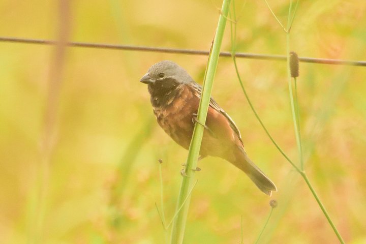 Birding and Nature Chaco Tour