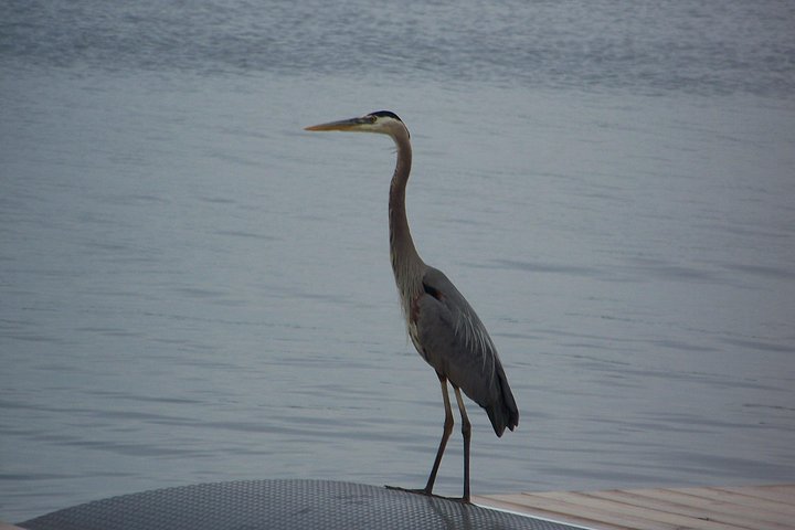 1000 Islands Sunset Cruise from Clayton, NY