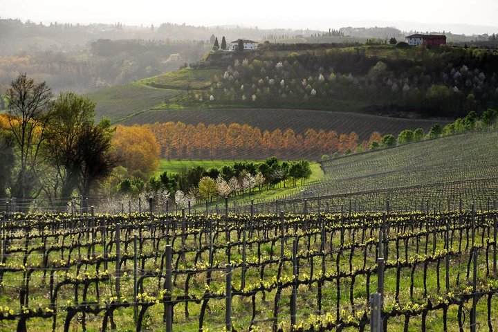 Wine and food tasting in an organic family winery