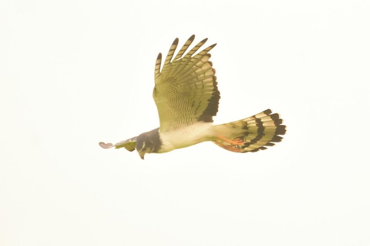 Birding and Nature Chaco Tour