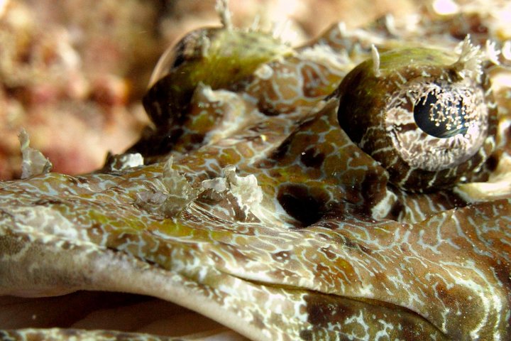 Guided Snorkeling Day Trip, Kota Kinabalu, Sabah, Malaysia