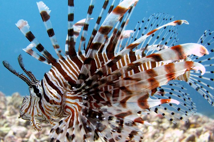 Guided Snorkeling Day Trip, Kota Kinabalu, Sabah, Malaysia