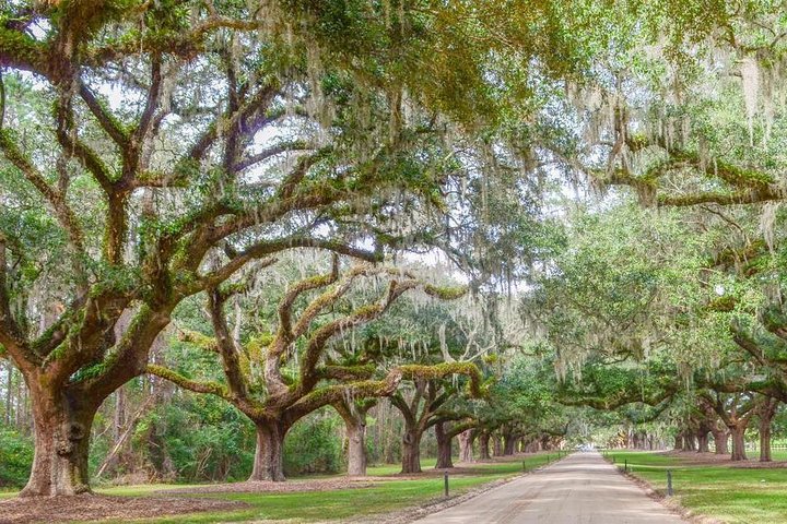 Boone Hall Plantation All-Access Admission Ticket
