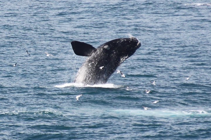 Whale Watching Walking Tours (Land-Based) - from 15th JUNE 2026