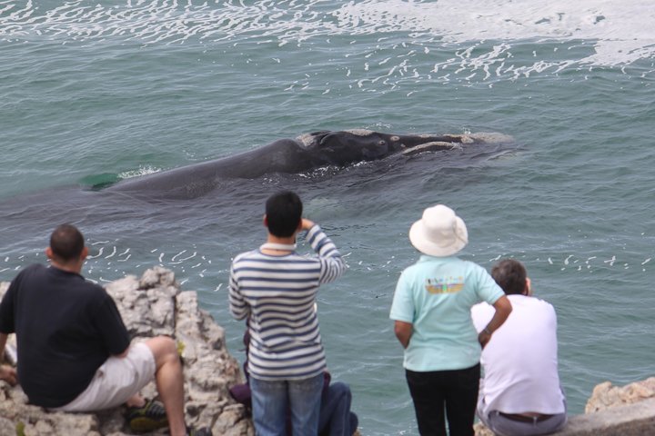 Whale Watching Walking Tours (Land-Based) - from 15th JUNE 2026