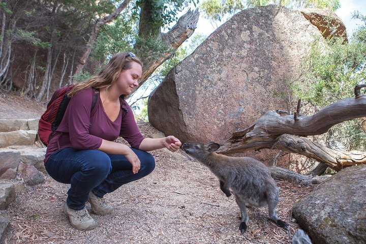 Launceston: Wineglass Bay & Freycinet Explorer Day Trip