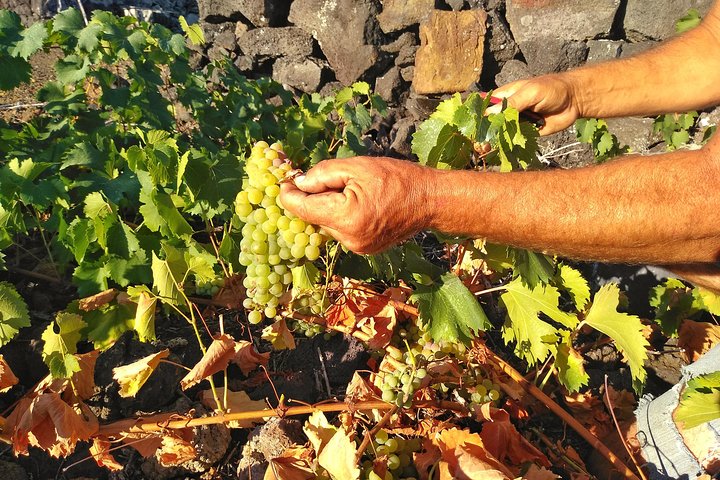 Wine Tour