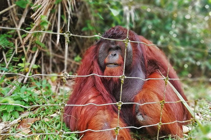 Private Tour: Ipoh Secrets Taiping Heritage & Orang Utan Island