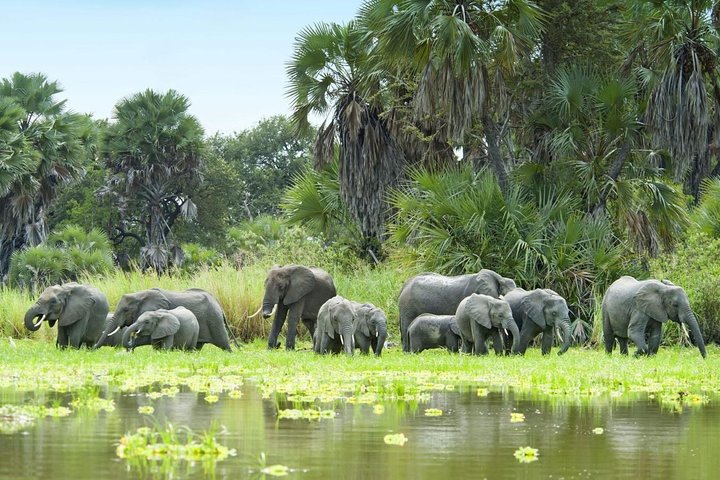 Crocodile Safari - 5 Days