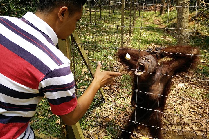 Private Tour: Ipoh Secrets Taiping Heritage & Orang Utan Island