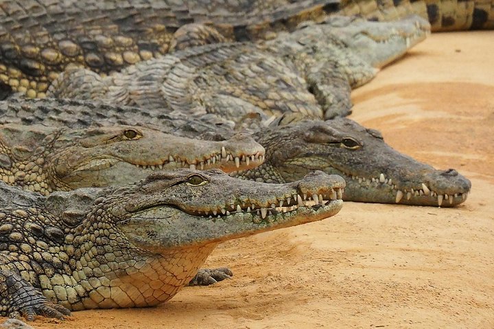 Crocodile Safari - 5 Days