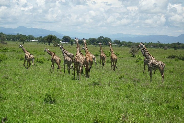3-days In Mikumi And Udzungwa Mountain National Parks