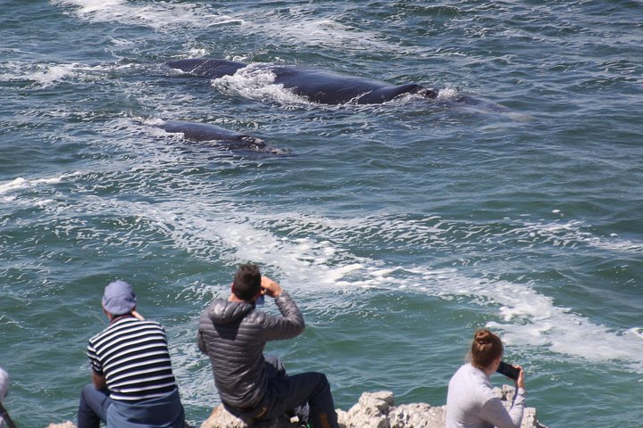 Whale Watching Walking Tours (Land-Based) - from 15th JUNE 2026