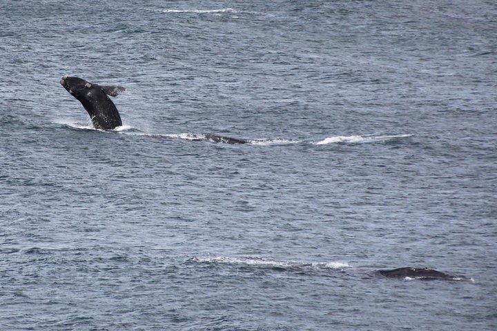Whale Watching Walking Tours (Land-Based) - from 15th JUNE 2026