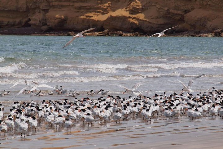 Paracas Reserve from PISCO CRUISE SHIP TERMINAL