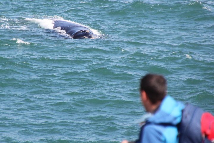 Whale Watching Walking Tours (Land-Based) - from 15th JUNE 2026