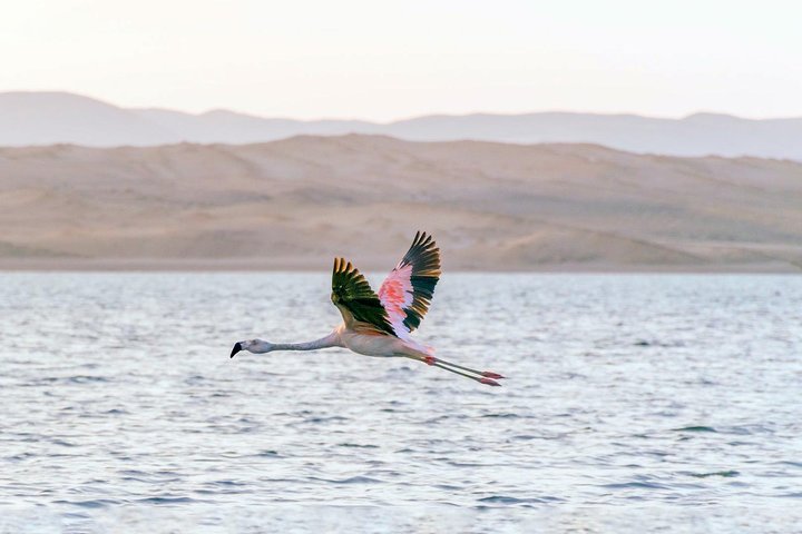 Paracas National Reserve Private Tour from Paracas or Pisco