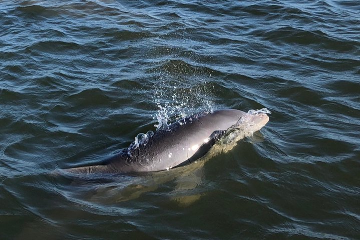 Private Dolphin Watch, Lighthouse and Ecological Boat Tours