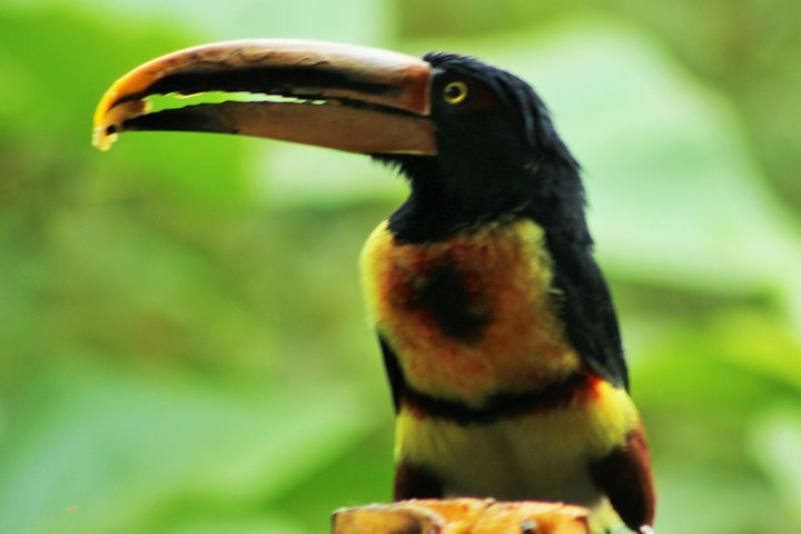 Bird Watching Tours with Sandra Plúa - Manabi, Ecuador