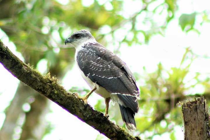 Bird Watching Tours with Sandra Plúa - Manabi, Ecuador