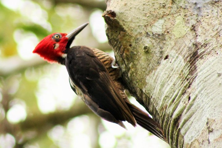 Bird Watching Tours with Sandra Plúa - Manabi, Ecuador