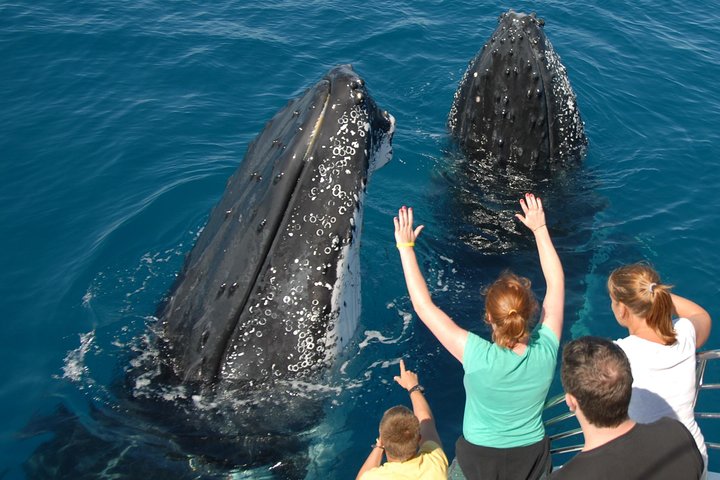 Hervey Bay Exclusive Whale Watch Encounter