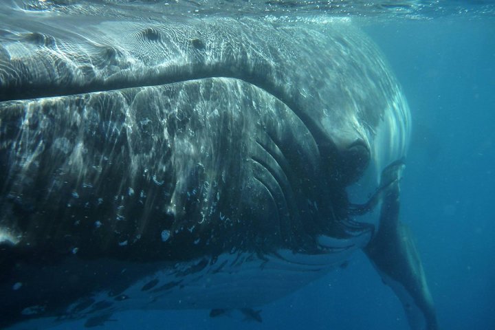 Hervey Bay Exclusive Whale Watch Encounter