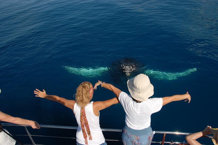 Hervey Bay Exclusive Whale Watch Encounter