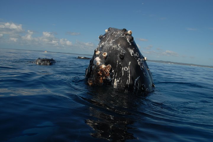 Hervey Bay Exclusive Whale Watch Encounter