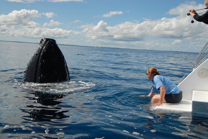 Hervey Bay Exclusive Whale Watch Encounter